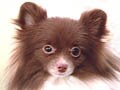 セクターを超えた動物愛護