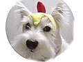 愛犬の素敵な年賀状を大公開