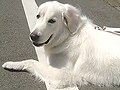 孤高のシープドッグ　高貴が魅力のマレンマ