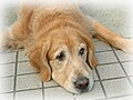 動愛法はペット業界を変えられるか？