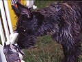 パリで出会った素敵な犬たち