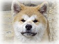 ペットの食事に安全保証！