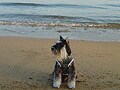 犬とゆく兵庫・岡山の旅２