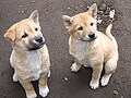 ヨン様も大好き？珍島犬の魅力