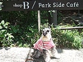 愛犬とせせらぎ公園の休日