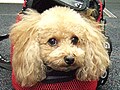 困ったときは獣医さんにネットで相談！