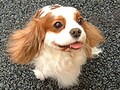 臨床獣医学フォーラム・レポート「心臓病」