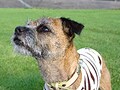 珍しい犬種シリーズ「ボーダーテリア｣の巻