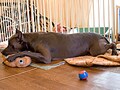 デーンと飼ってみよう、グレート・デン！