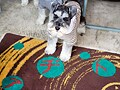 犬族の都心の隠れ家「aditoアヂト」