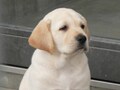 盲導犬の里、富士ハーネスに行ってみよう！