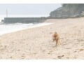 犬種による特性を知ろう……犬と暮らす前に！