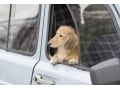 犬と車でお出かけするときの注意点、トレーニング