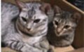 こんな猫と暮らしたいVol.3　野性味溢れるオシキャット