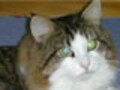 こんなネコと暮らしたいVol.5　ノルウェージャン・Ｆ・キャット