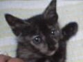 猫につけた名前の由来