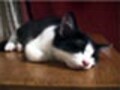 暑い夏を猫と快適に過ごす方法