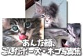 『ネコ写真大集合』★ファイル1～60