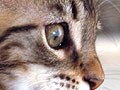 ネコが住んでいる世界　ネコが見ている世界－その１
