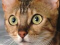 ネコが住んでいる世界－その３　ネコの目にまつわる諸々の話