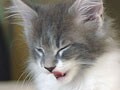 ネコが住んでいる世界　フレーメン反応と鼻関係の病気