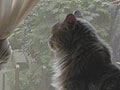 これからネコと暮らす方へ-Vol.2　外は危険がいっぱい！！