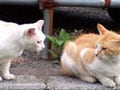 『あんな顔、こんなポーズ・ネコ写真集』10/24　甘えたい時
