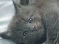 『あんな顔、こんなポーズ・ネコ写真集』01/09 ごろんごろん
