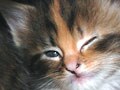 ネコ写真05/08 うぃんく★Ver.2