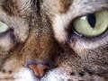 いっぱい抜けてもハゲない猫の毛？！