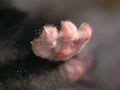 ネコ写真07/31 肉球★ぱぁ～！