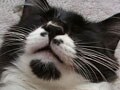 ネコ写真08/07 しろくろの猫-Vol.2