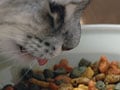 猫の好みは？色？形？
