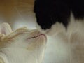 ネコ写真08/21 TOTOROくんのご挨拶
