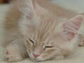 ネコ写真08/28 寝姿１００選-Vol.17