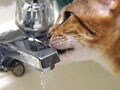 ネコ写真09/18 のんべぇ