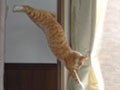ネコ写真11/20 跳びます・跳びます!