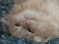 猫写真12/11ねむねむ・カウントダウンVol.2