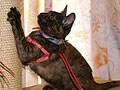 １泊以上家を空ける時、猫をどうしましょう