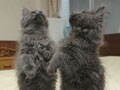 猫写真 01/22 グリズリーだぁ！