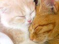 猫写真 01/29 寝姿100選-Vol.22