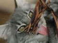 猫写真 02/05 おもちゃの遊び方は？