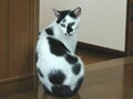 猫写真 03/19 見かえり美人-Ver.2