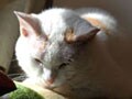 猫写真 03/26 寝姿100選-Vol.24