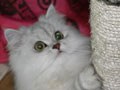 猫写真 4/9 おねだり