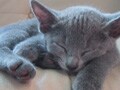 猫を購入する前に確認したいこと 2