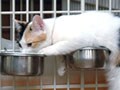 猫写真 4/23 お水、好き-Ver.2