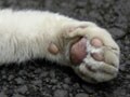 猫写真 5/7 誘惑の肉球Ver.8