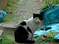 猫写真 5/21 ねこの道