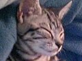 猫写真 5/28 寝姿100選-Vol.26